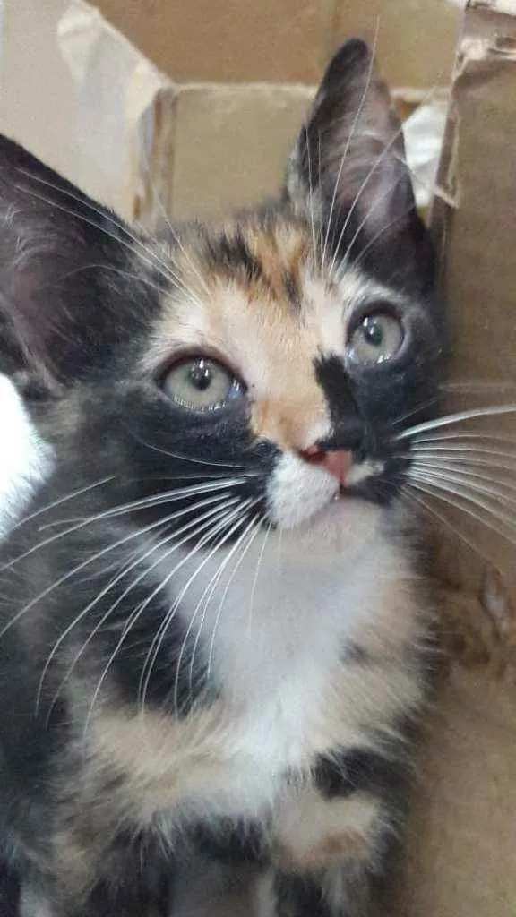 Gato ra a Srd idade 2 a 6 meses nome Bela