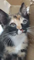 Bela