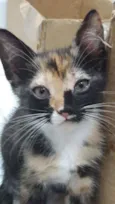 Bela