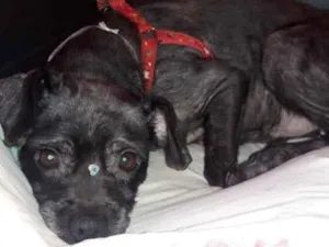 Cachorro raça SRD idade 1 ano nome LECCA