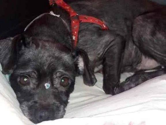 Cachorro ra a SRD idade 1 ano nome LECCA