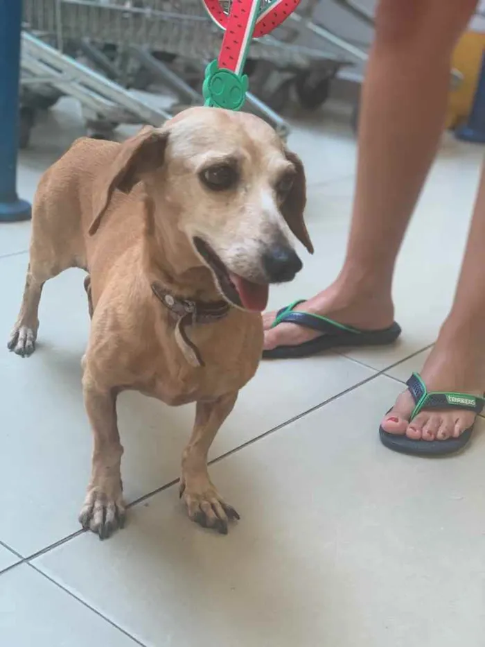 Cachorro ra a Salsicha  idade 6 ou mais anos nome ? 