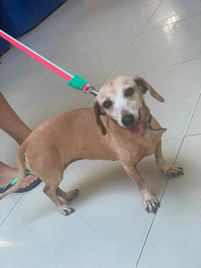 Cachorro ra a Salsicha  idade 6 ou mais anos nome ? 