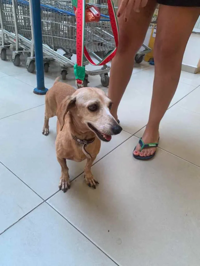 Cachorro ra a Salsicha  idade 6 ou mais anos nome ? 