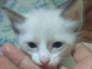 Gato raça Siamês mestiço idade 2 a 6 meses nome Gato