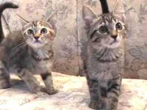 Gato raça SRD idade 2 a 6 meses nome Mel e Clarinha