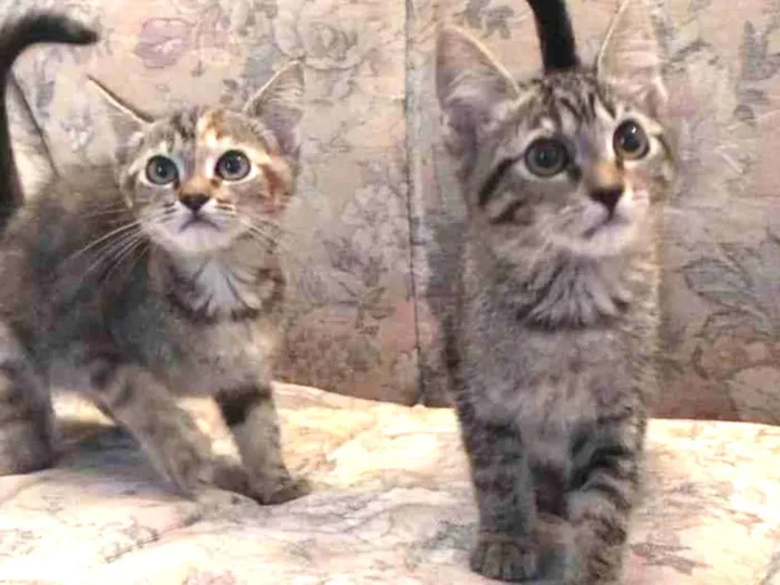 Gato raça SRD idade 2 a 6 meses nome Mel e Clarinha