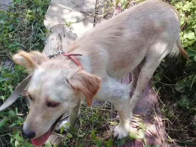 Cachorro ra a Misturaclaa idade 1 ano nome Clarinha