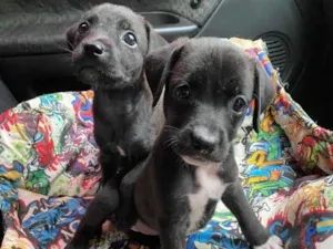 Cachorro raça SRD idade 2 a 6 meses nome 2 lindas filhotinhas