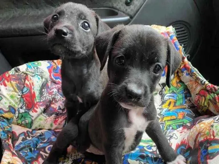 Cachorro ra a SRD idade 2 a 6 meses nome 2 lindas filhotinhas