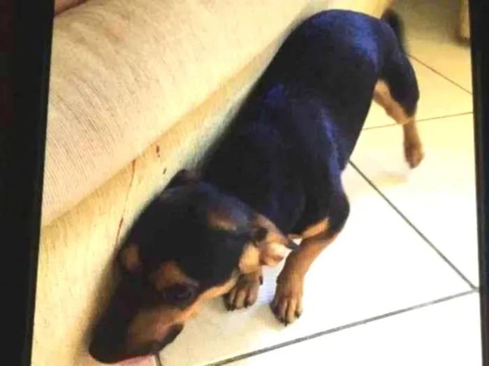 Cachorro ra a SRD-ViraLata idade 1 ano nome Toddy