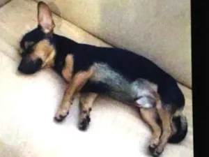 Cachorro raça SRD-ViraLata idade 1 ano nome Toddy