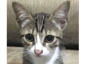 Gato raça SRD idade 2 a 6 meses nome Bebezinha