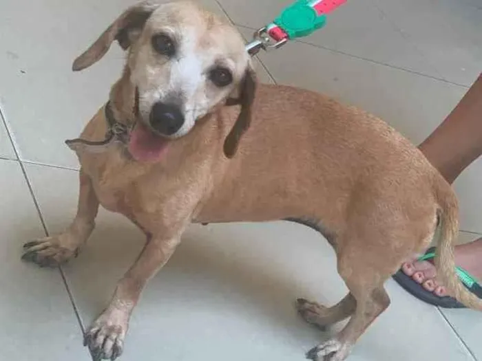 Cachorro ra a Salsicha  idade 6 ou mais anos nome ? 