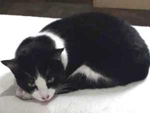 Gato raça Indefinida  idade 2 anos nome Munique 