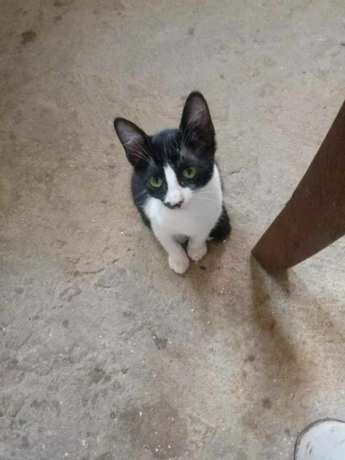 Gato raça Srd idade 2 a 6 meses nome Frajolinha
