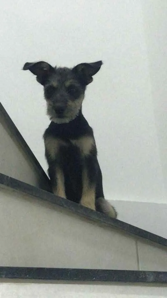 Cachorro ra a Vira lata idade 7 a 11 meses nome Lua