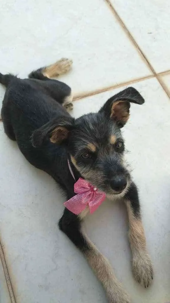 Cachorro ra a Vira lata idade 7 a 11 meses nome Lua