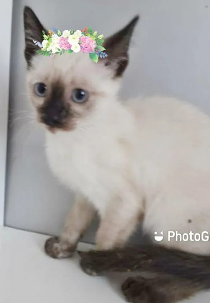 Gato raça SRD-ViraLata idade 2 a 6 meses nome NARIZINHO MANCHADO