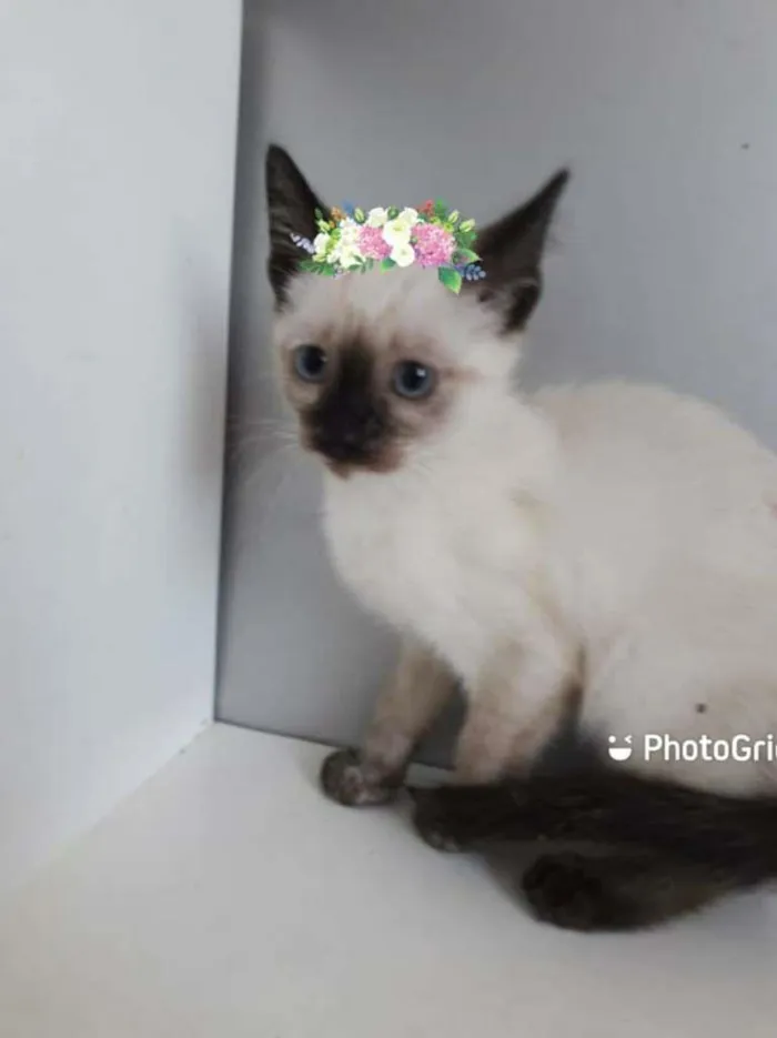 Gato raça SRD-ViraLata idade 2 a 6 meses nome NARIZINHO MANCHADO