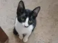 Frajolinha