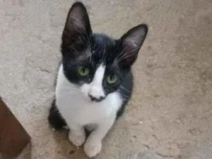 Gato raça Srd idade 2 a 6 meses nome Frajolinha