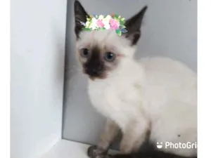 Gato raça SRD-ViraLata idade 2 a 6 meses nome NARIZINHO MANCHADO