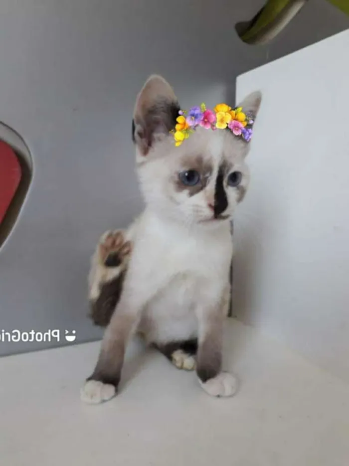 Gato raça SRD-ViraLata idade 2 a 6 meses nome CINDERELA