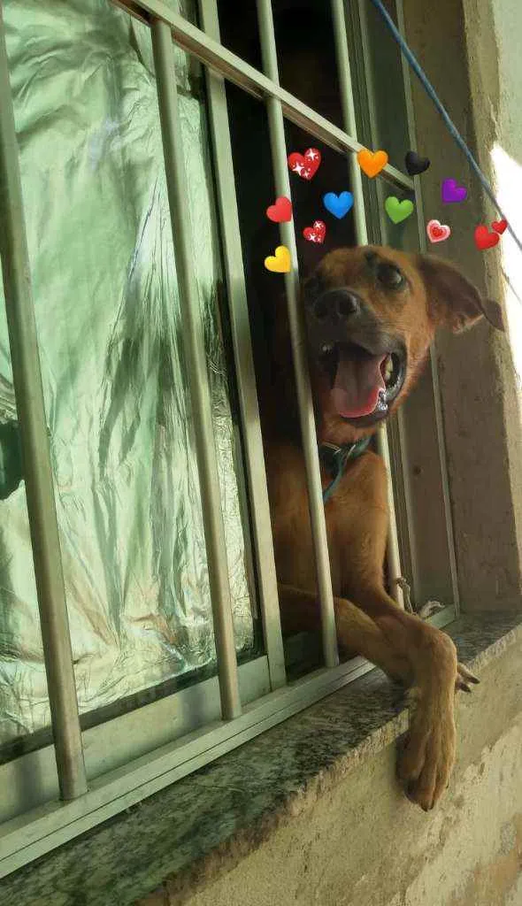 Cachorro ra a Vira-lata  idade 4 anos nome Milo