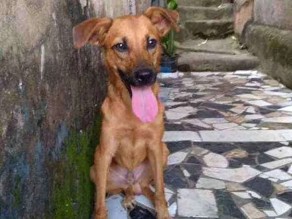 Cachorro ra a Vira-lata  idade 4 anos nome Milo