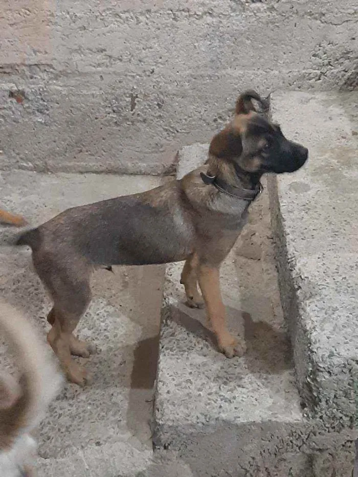 Cachorro raça Vira lata idade 7 a 11 meses nome Negão 