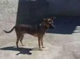 Negão 