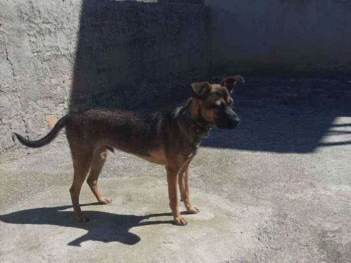 Cachorro raça Vira lata idade 7 a 11 meses nome Negão 