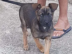 Cachorro raça Vira lata idade 7 a 11 meses nome Negão 