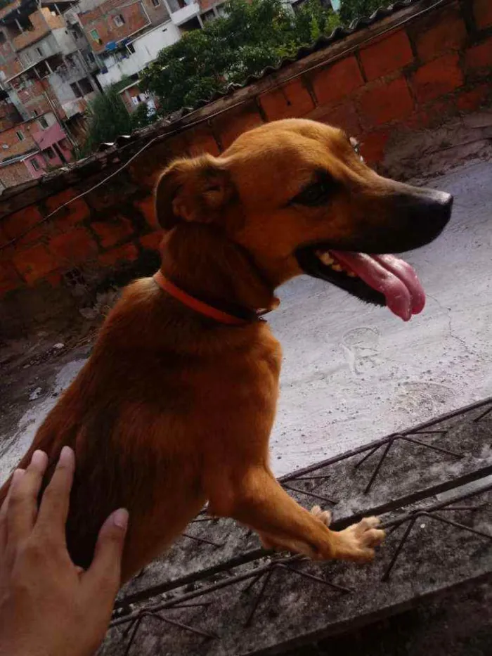 Cachorro ra a Vira-lata  idade 4 anos nome Milo