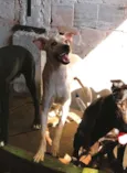 Gasparzinho