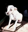 Gasparzinho