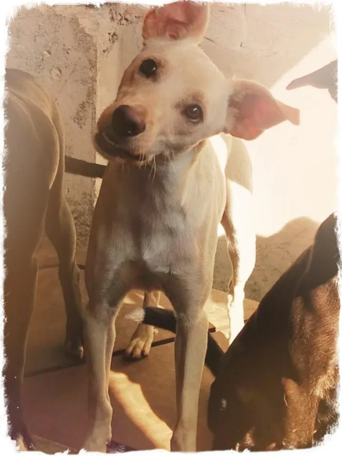 Cachorro ra a SRD-ViraLata idade 1 ano nome Gasparzinho