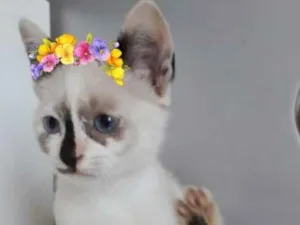 Gato raça SRD-ViraLata idade 2 a 6 meses nome CINDERELA