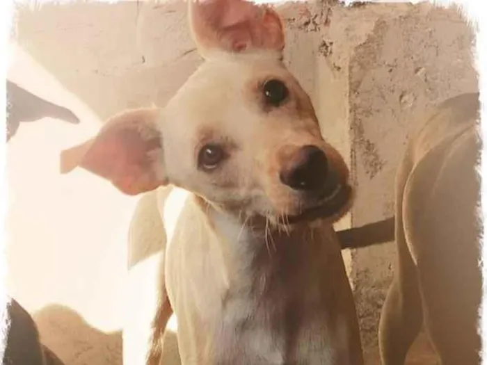 Cachorro ra a SRD-ViraLata idade 1 ano nome Gasparzinho