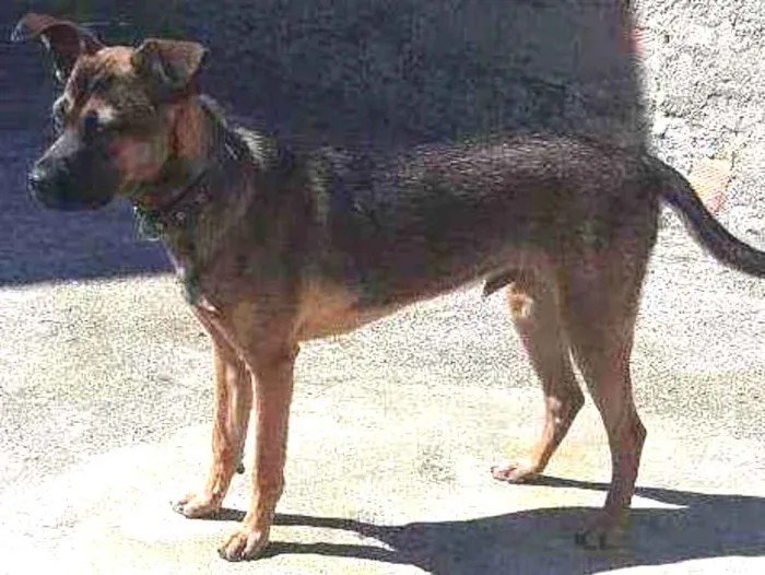 Cachorro raça Vira lata idade 7 a 11 meses nome Negão 