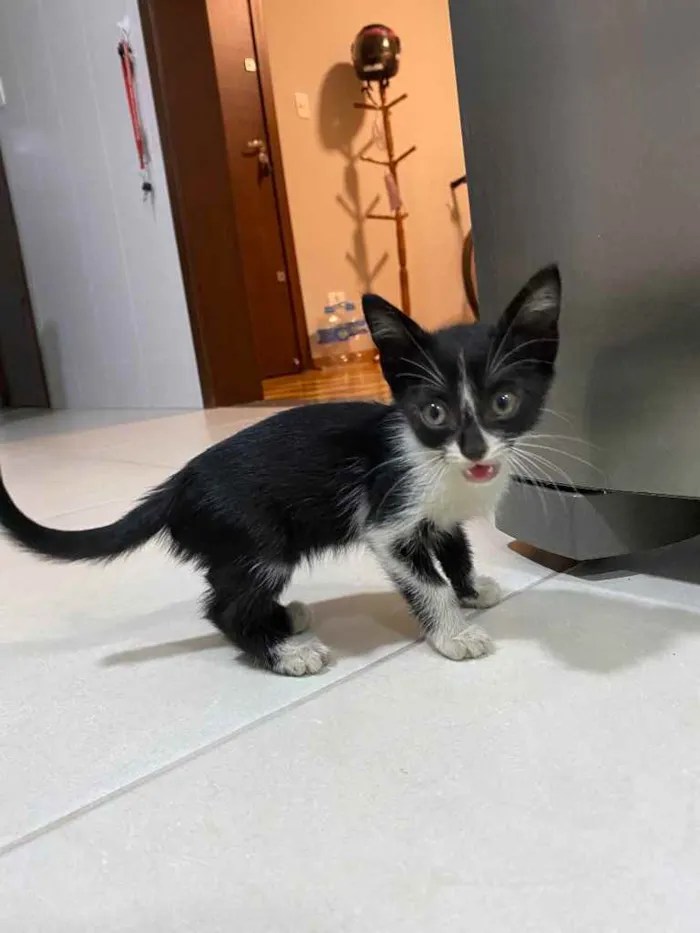 Gato ra a Vira lata  idade 2 a 6 meses nome Não tem nome ainda