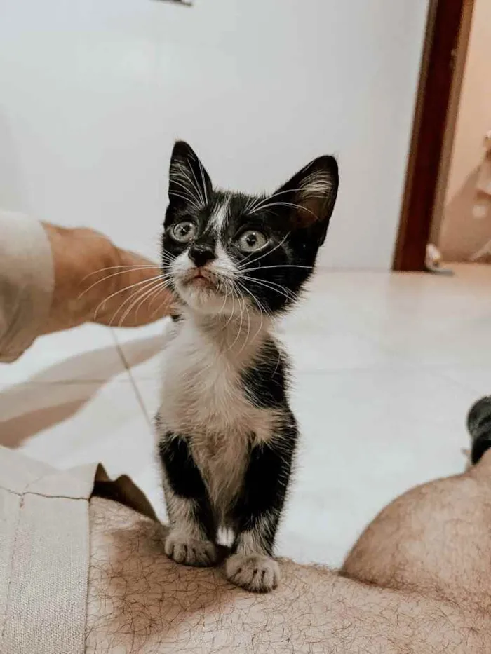 Gato ra a Vira lata  idade 2 a 6 meses nome Não tem nome ainda