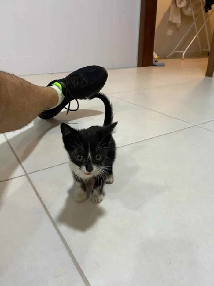 Gato ra a Vira lata  idade 2 a 6 meses nome Não tem nome ainda