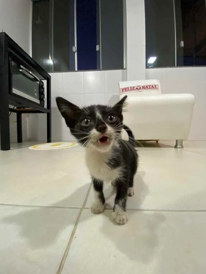 Gato ra a Vira lata  idade 2 a 6 meses nome Não tem nome ainda