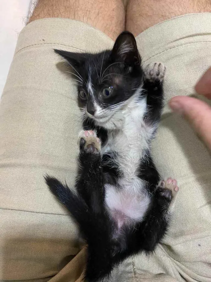 Gato ra a Vira lata  idade 2 a 6 meses nome Não tem nome ainda