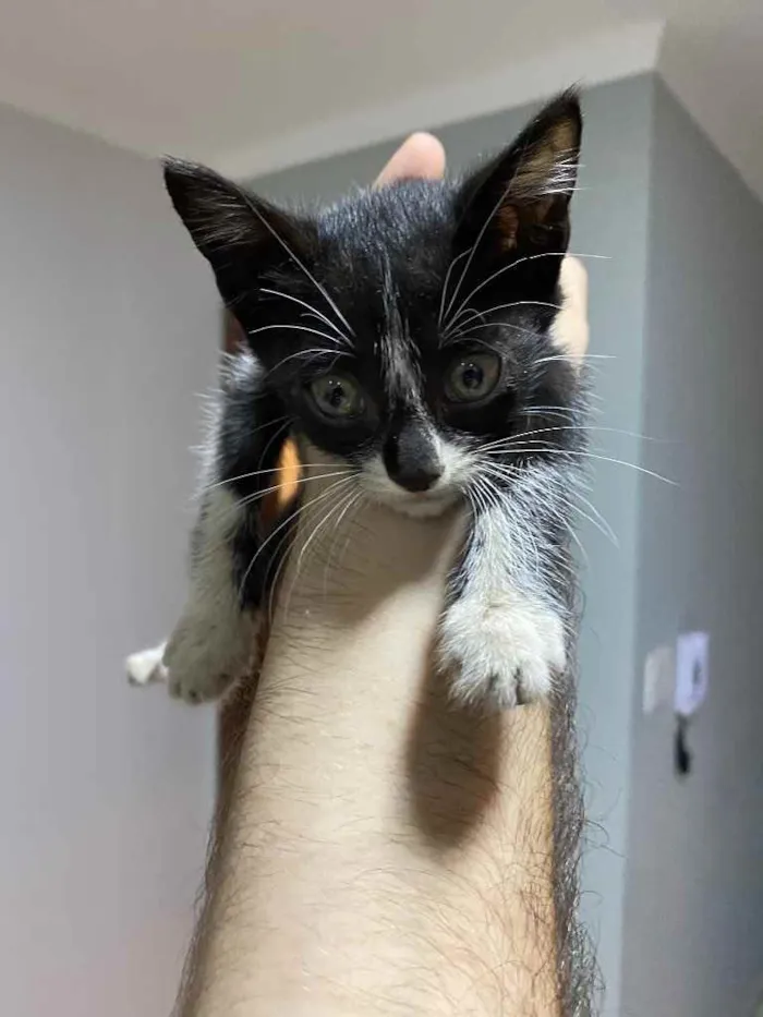 Gato ra a Vira lata  idade 2 a 6 meses nome Não tem nome ainda