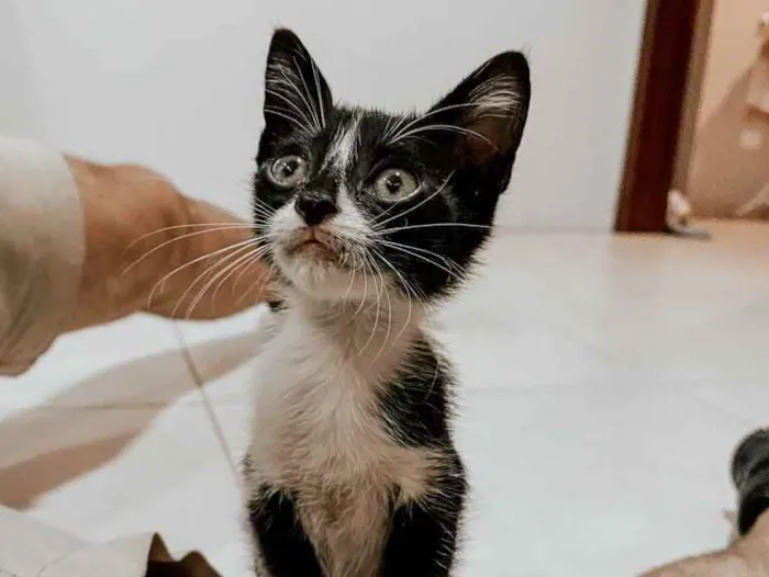 Gato ra a Vira lata  idade 2 a 6 meses nome Não tem nome ainda