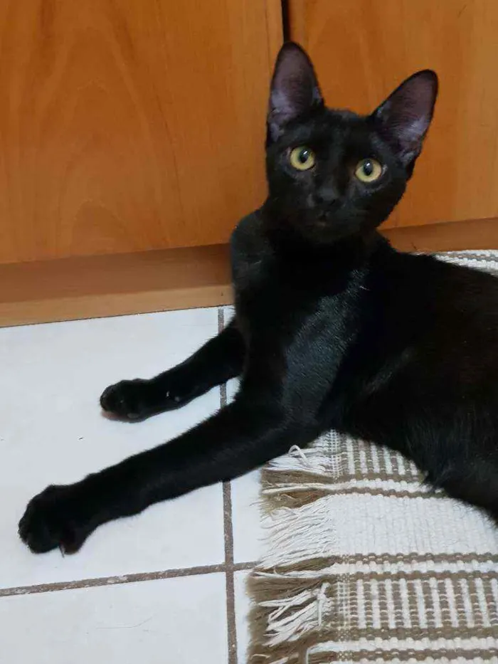 Gato ra a SRD idade 2 a 6 meses nome Zulú