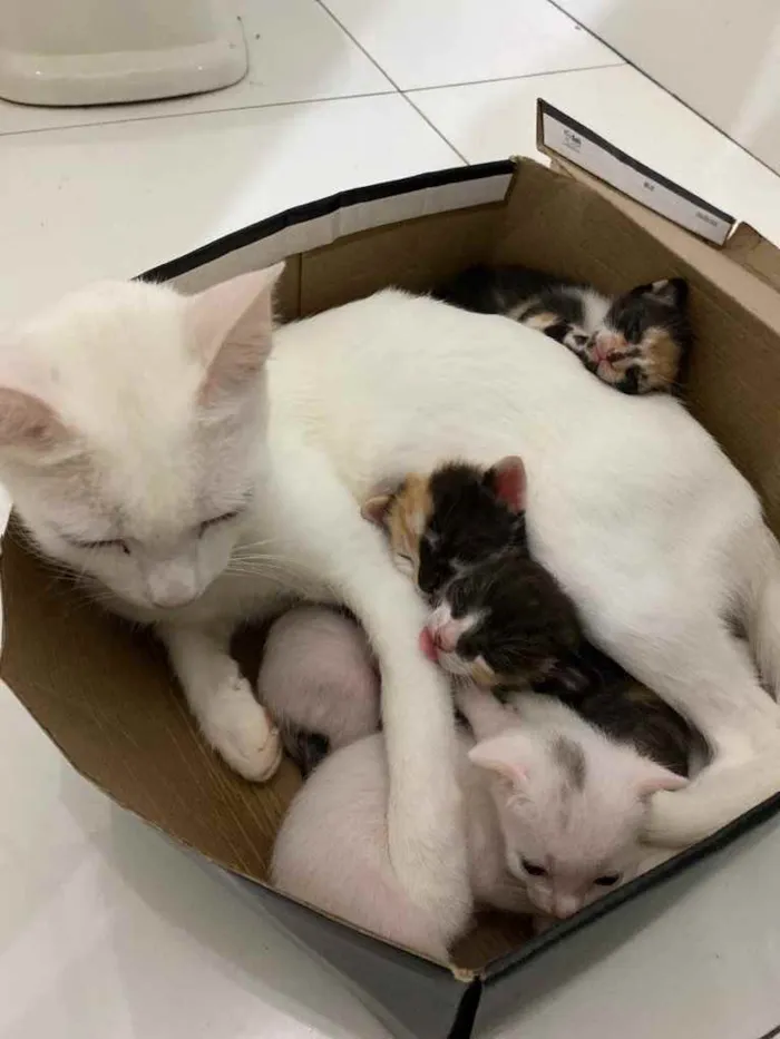 Gato raça Gato  idade Abaixo de 2 meses nome Filhote 